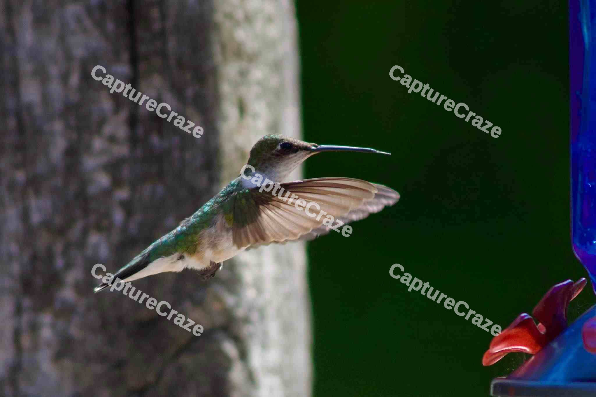 Hummingbird Mid-Flight